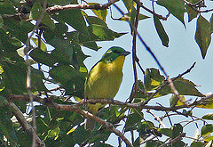 Vireolanius pulchellus