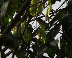 Vireolanius leucotis