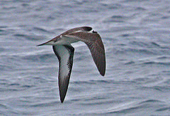 Pterodroma baraui