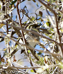 Vireo brevipennis