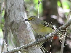Vireo griseus