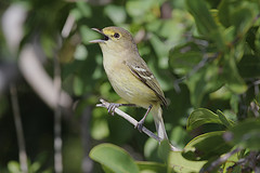 Vireo crassirostris