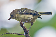 Vireo pallens