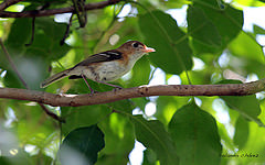 Vireo bairdi