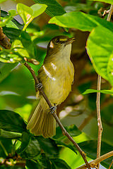 Vireo caribaeus