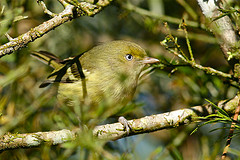 Vireo modestus