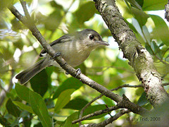 Vireo gundlachii