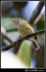 Vireo latimeri