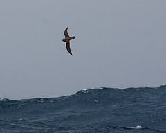 Pterodroma sandwichensis