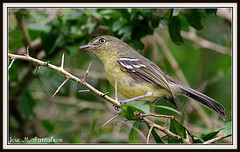 Vireo nanus