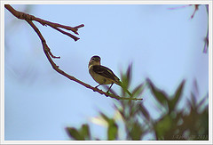 Vireo bellii