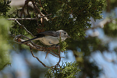 Vireo vicinior