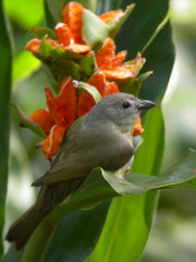 Vireo osburni