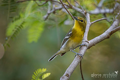 Vireo flavifrons