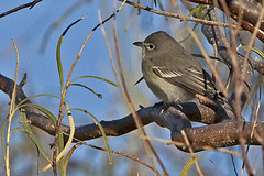Vireo cassinii