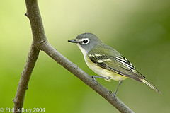 Vireo solitarius