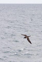 Pterodroma phaeopygia