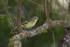 Vireo carmioli