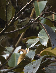 Vireo masteri