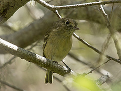 Vireo huttoni