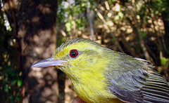 Vireo hypochryseus