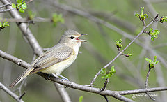 Vireo gilvus