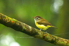 Vireo leucophrys