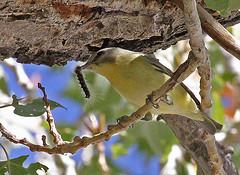 Vireo philadelphicus