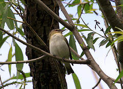 Vireo olivaceus