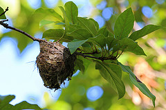 Vireo gracilirostris