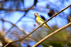 Vireo flavoviridis