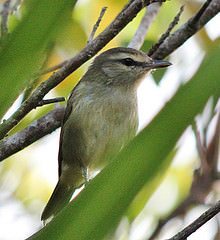 Vireo magister