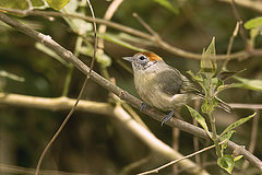 Hylophilus poicilotis