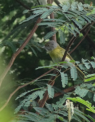 Hylophilus thoracicus