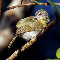 Hylophilus pectoralis