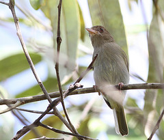 Hylophilus brunneiceps