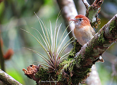 Hylophilus semibrunneus