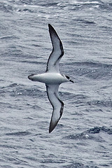 Pterodroma cervicalis