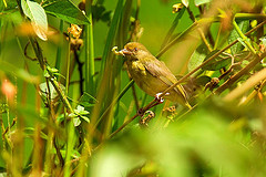 Hylophilus olivaceus