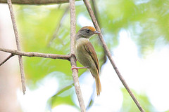 Hylophilus ochraceiceps