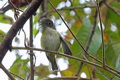 Hylophilus decurtatus