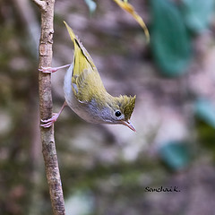 Erpornis zantholeuca