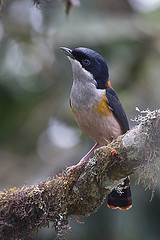 Pteruthius rufiventer