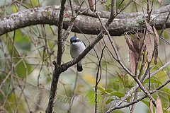 Pteruthius flaviscapis