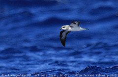 Pterodroma nigripennis