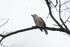 Pteruthius aeralatus