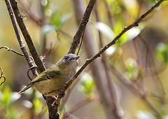 Pteruthius xanthochlorus