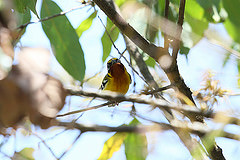 Pteruthius melanotis