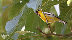 Pteruthius aenobarbus