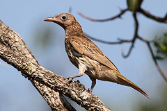 Sphecotheres viridis